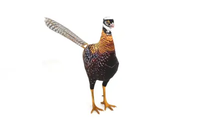 白冠长尾雉3dmax模型