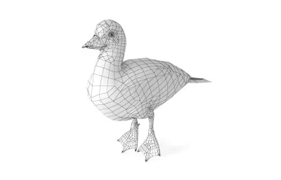 丑鸭 花脸海番鸭 海鸭