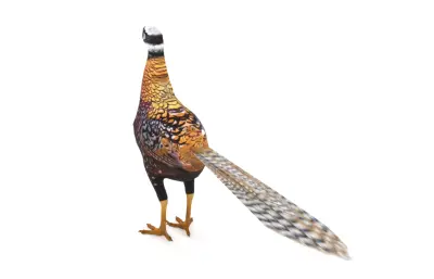 白冠长尾雉3dmax模型