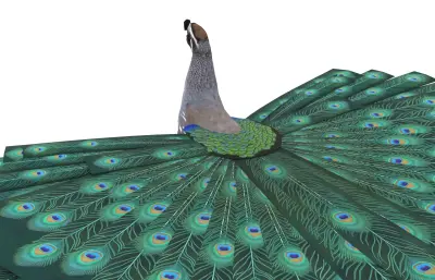 孔雀开屏 鹌鹑模型 加州鹌鹑