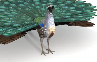 孔雀开屏 鹌鹑模型 加州鹌鹑