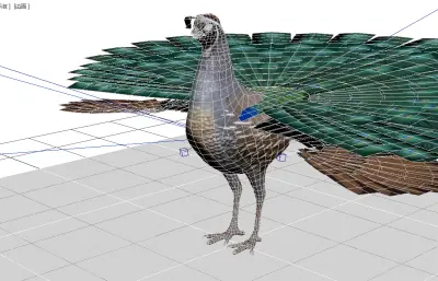 孔雀开屏 鹌鹑模型 加州鹌鹑