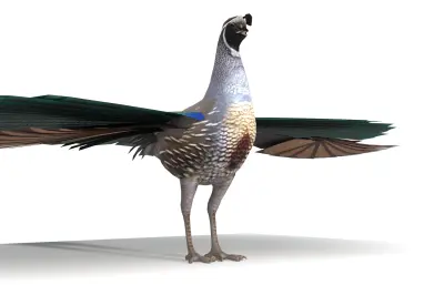 孔雀开屏 鹌鹑模型 加州鹌鹑