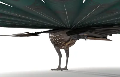 孔雀开屏 鹌鹑模型 加州鹌鹑