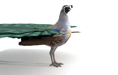 孔雀开屏 鹌鹑模型 加州鹌鹑