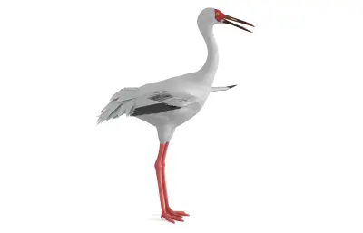 白鹤, 西伯利亚鹤, 雪鹤