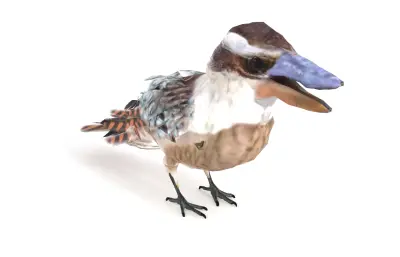 笑翠鸟, 笑狗鱼鴗, 澳洲鸟类