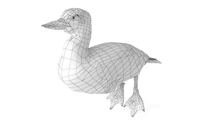 普通潜鸟 加拿大国鸟 野生水鸟