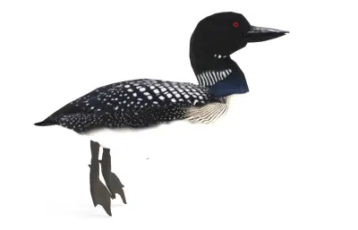 普通潜鸟 加拿大国鸟 野生水鸟