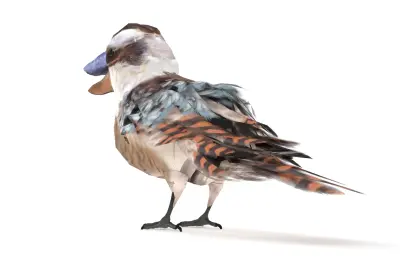 笑翠鸟, 笑狗鱼鴗, 澳洲鸟类