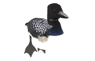 普通潜鸟 加拿大国鸟 野生水鸟