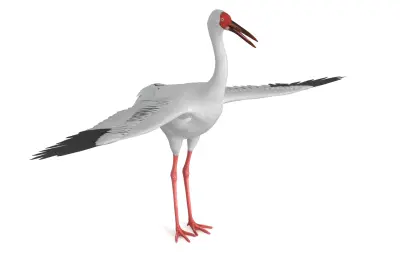 白鹤, 西伯利亚鹤, 雪鹤