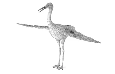 白鹤, 西伯利亚鹤, 雪鹤