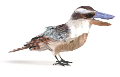 笑翠鸟, 笑狗鱼鴗, 澳洲鸟类