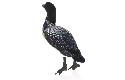 普通潜鸟 加拿大国鸟 野生水鸟