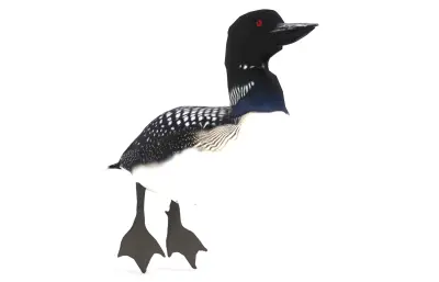 普通潜鸟 加拿大国鸟 野生水鸟