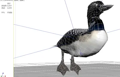 普通潜鸟 加拿大国鸟 野生水鸟