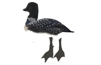 普通潜鸟 加拿大国鸟 野生水鸟