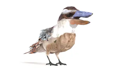 笑翠鸟, 笑狗鱼鴗, 澳洲鸟类