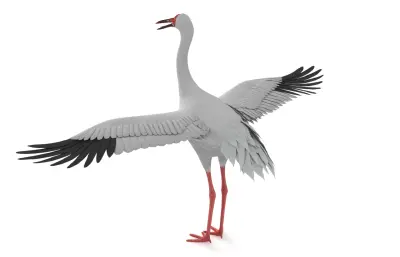 白鹤, 西伯利亚鹤, 雪鹤