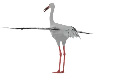 白鹤, 西伯利亚鹤, 雪鹤