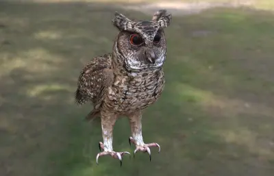 菲律宾角鸮,猫头鹰