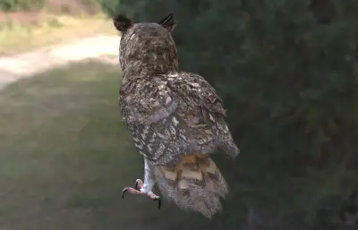 菲律宾角鸮,猫头鹰