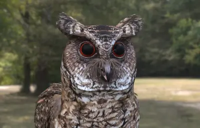 菲律宾角鸮,猫头鹰