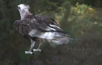 鹗,中型猛禽,捕鱼猛禽