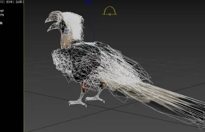 棕尾犀鸟 米沙鄢犀鸟 菲律宾犀鸟属