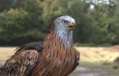 红鸢 赤鸢 红雕欧洲猛禽