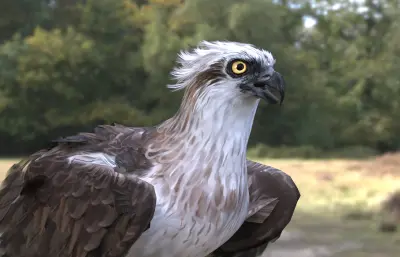 鹗,中型猛禽,捕鱼猛禽