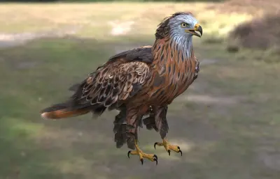 红鸢 赤鸢 红雕欧洲猛禽
