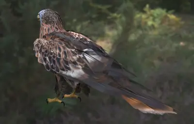 红鸢 赤鸢 红雕欧洲猛禽
