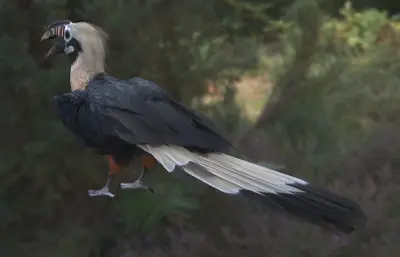 棕尾犀鸟 米沙鄢犀鸟 菲律宾犀鸟属