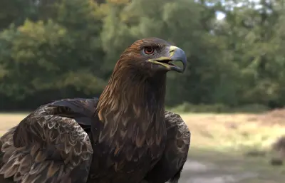 金雕 鹫雕 金脖雕