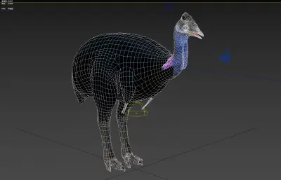 侏鹤鸵 小鹤鸵 鹤鸵科