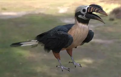 棕尾犀鸟 米沙鄢犀鸟 菲律宾犀鸟属