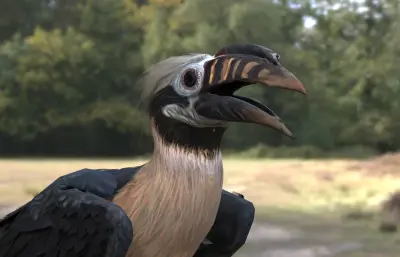 棕尾犀鸟 米沙鄢犀鸟 菲律宾犀鸟属