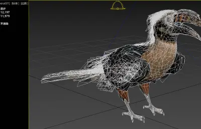 棕尾犀鸟 米沙鄢犀鸟 菲律宾犀鸟属