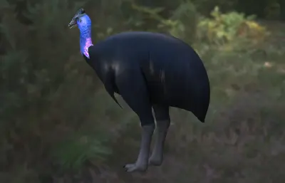 侏鹤鸵 小鹤鸵 鹤鸵科