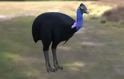 侏鹤鸵 小鹤鸵 鹤鸵科