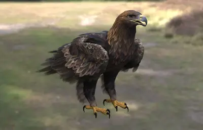 金雕 鹫雕 金脖雕