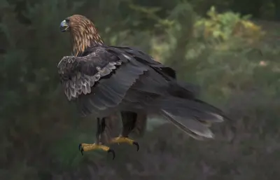 金雕 鹫雕 金脖雕