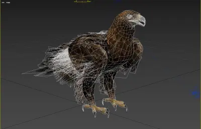 金雕 鹫雕 金脖雕