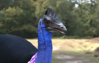 侏鹤鸵 小鹤鸵 鹤鸵科