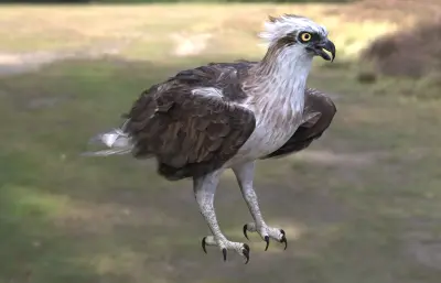 鹗,中型猛禽,捕鱼猛禽