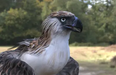 菲律宾食猿雕 菲律宾鹰 大型猛禽