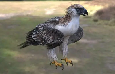 菲律宾食猿雕 菲律宾鹰 大型猛禽1