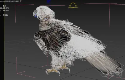 菲律宾食猿雕 菲律宾鹰 大型猛禽